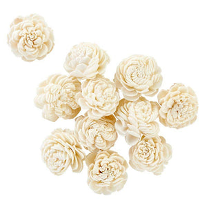 Dried Shell Flower